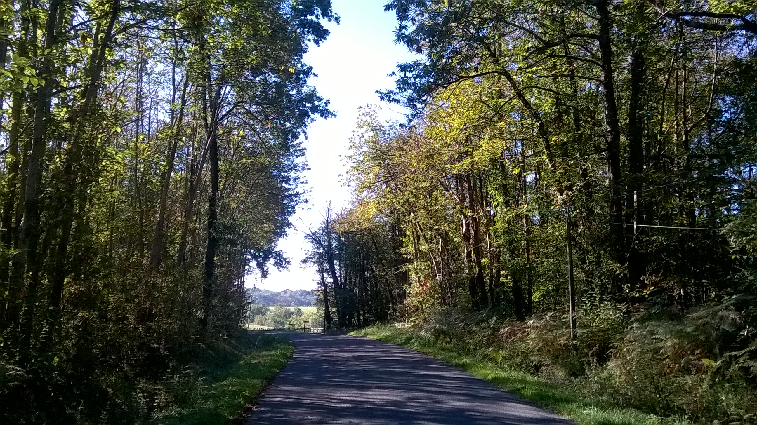 Route bitumée entourée de bois